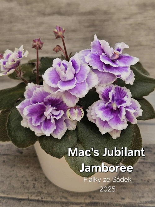 Mac's Jubilant Jamboree